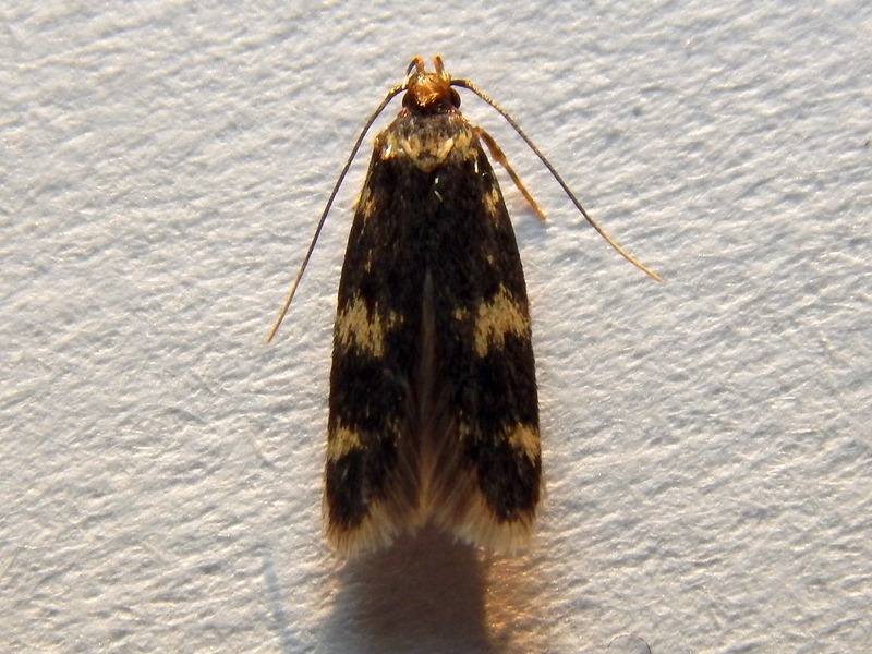 Oegoconia deauratella e quadripuncta, Autostichidae